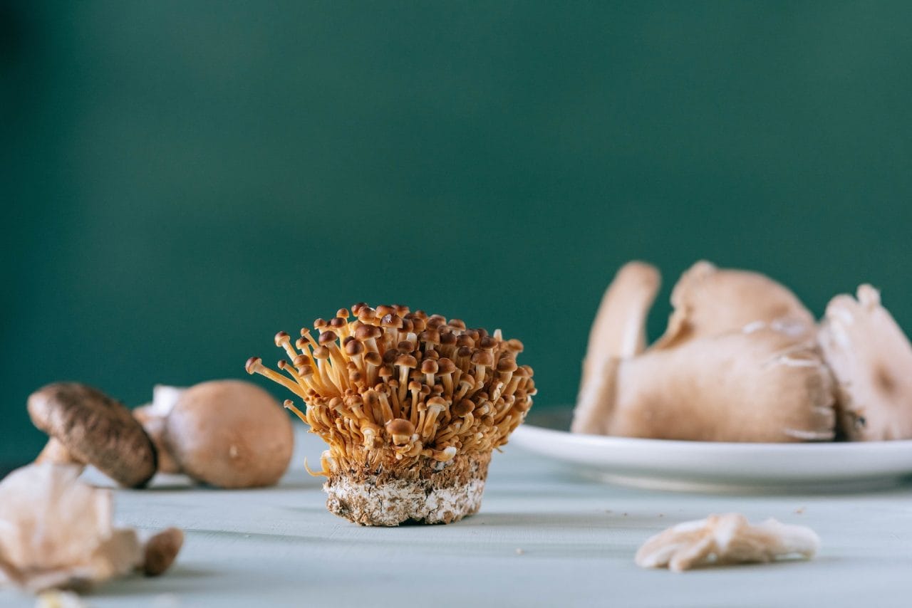 Purchase Magic Mushrooms for Alleviating PTSD Symptoms