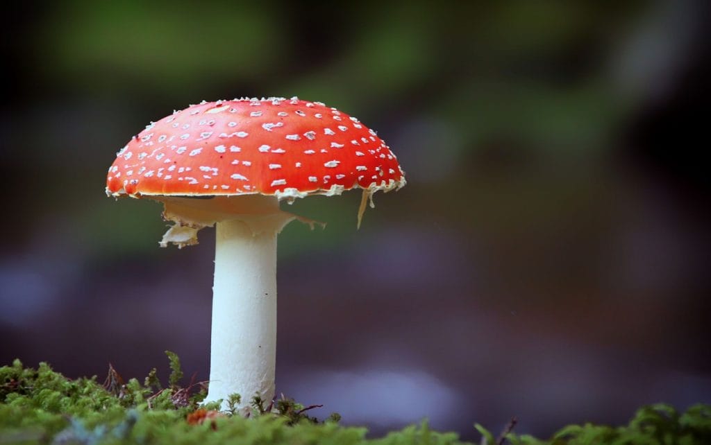 Do Magic Mushrooms Go Bad? Best shrooms online