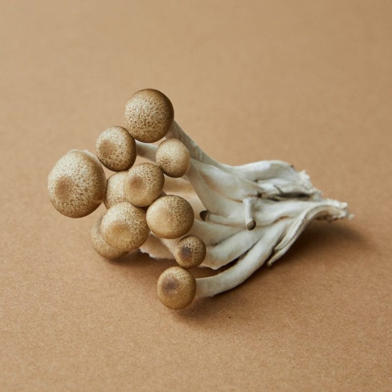 strongest mushroom strain | Magic Mushrooms Calgary Canada