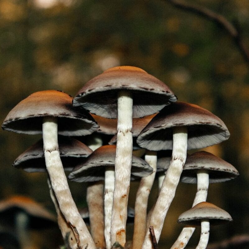 Microdose Mushrooms | Magic Mushrooms Calgary Canada