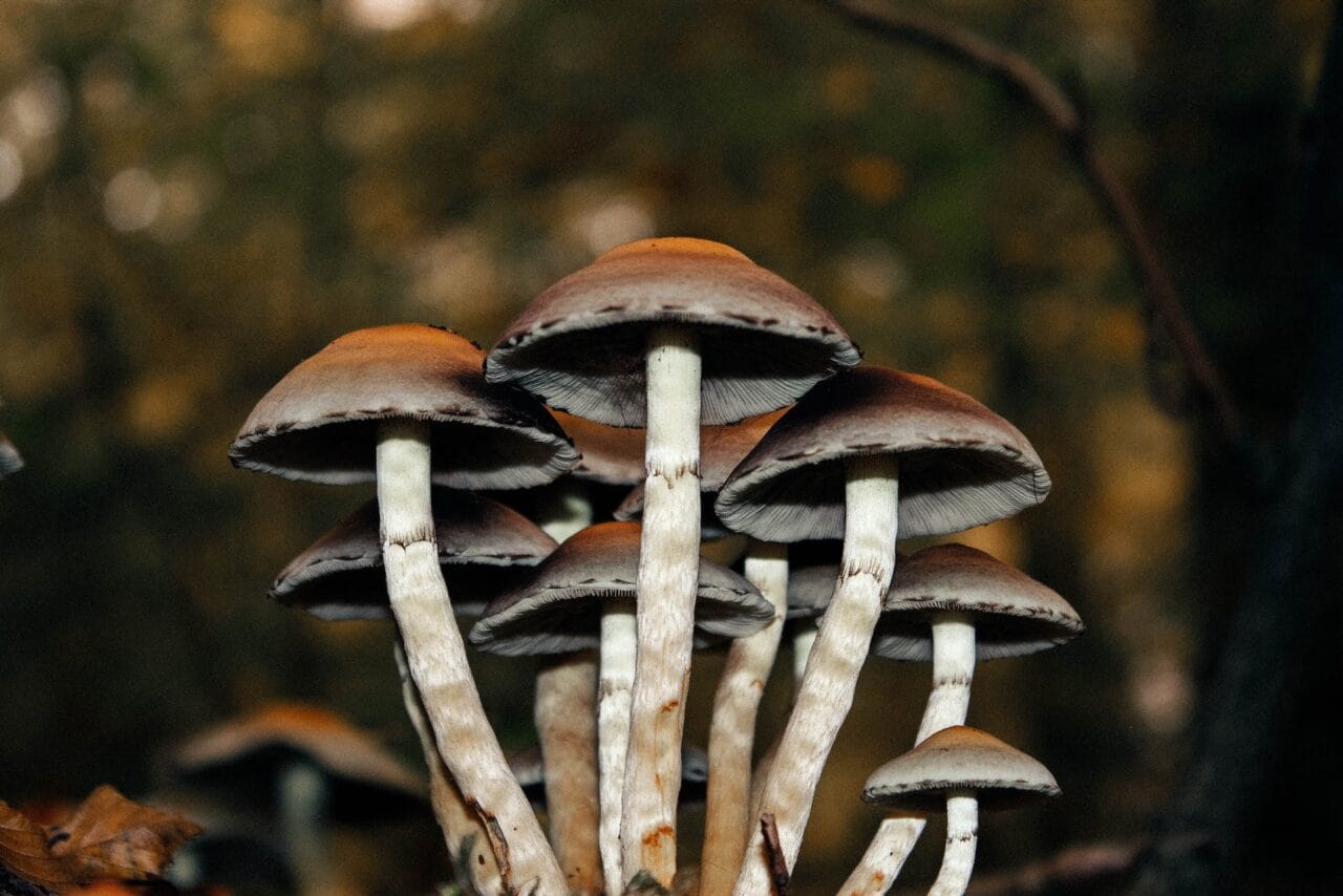 A Series of Cases: Microdose Mushrooms as a Solution for Chronic Pain Relief