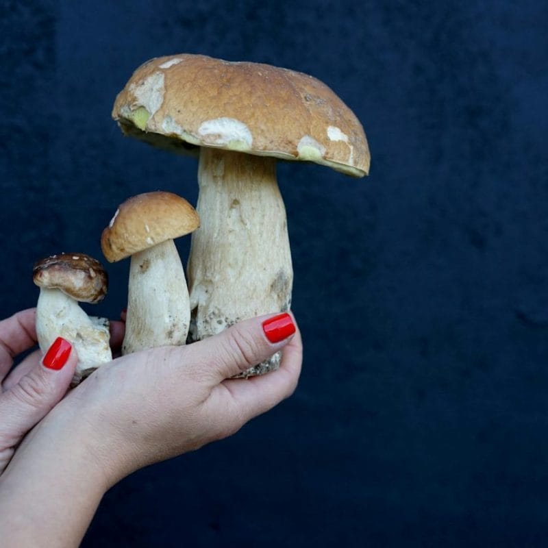 Shrooms Online | Magic Mushrooms Calgary Canada