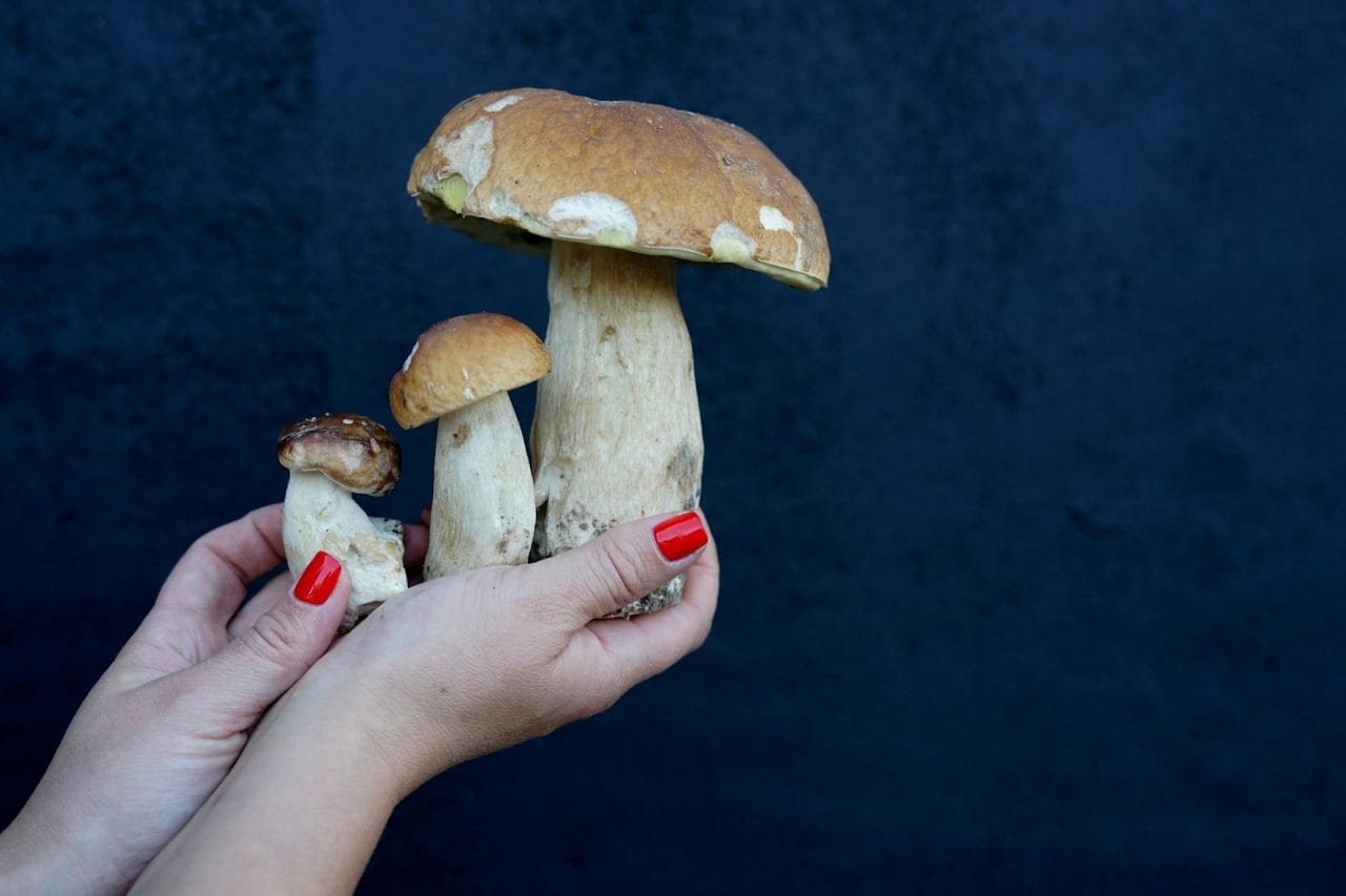 Five Local Mushrooms You Must Try