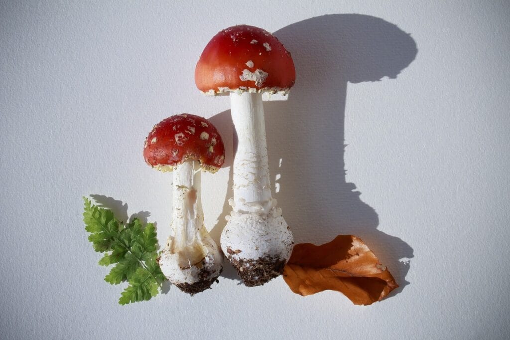 Order Shrooms Online Do Shrooms Heighten Sexual Drive Expert Insights Shrooms Online