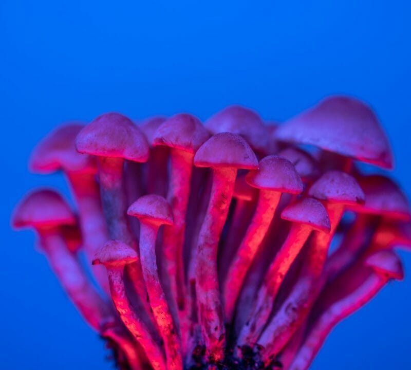 Shrooms Delivery in Canada | Magic Mushrooms Calgary Canada