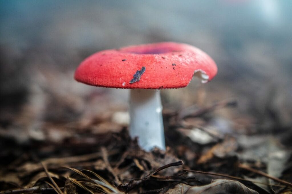 Shrooms On Empty Stomach Affordable Shrooms online