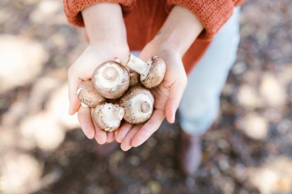 Magic Mushrooms On Empty Stomach Magic Shrooms online in Canada