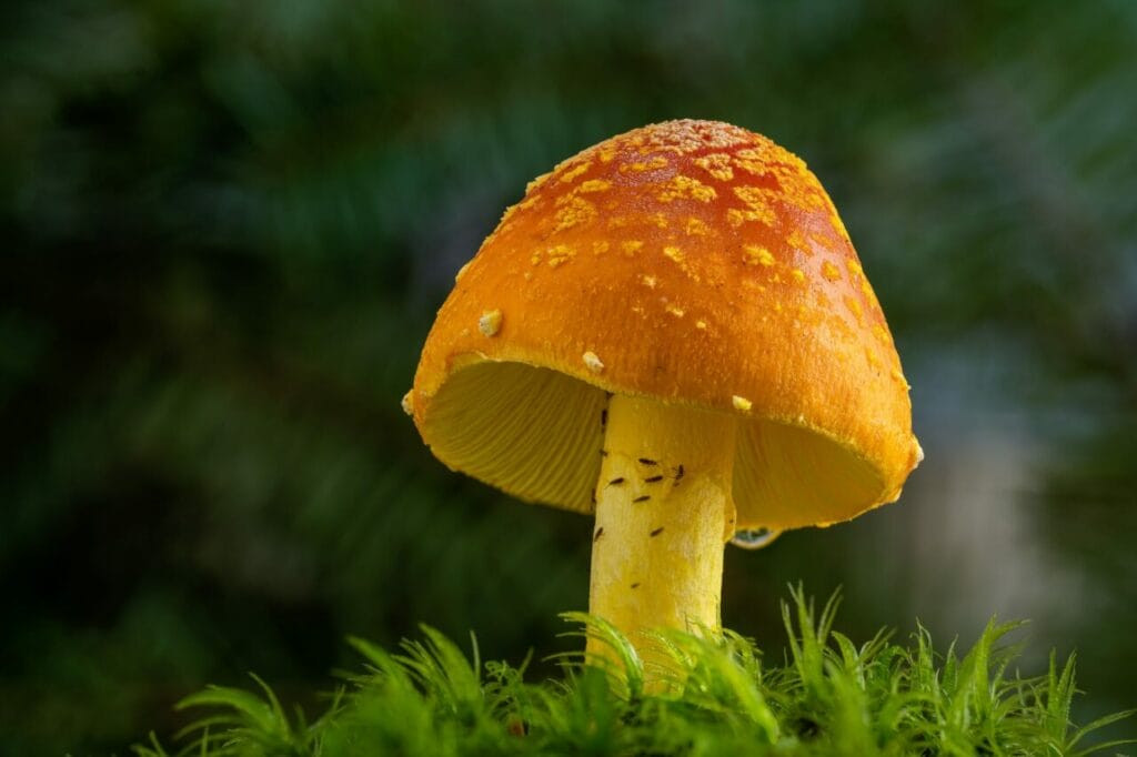 How Does Psychedelic Therapy Work? Guided Psychedelic Therapy Canada