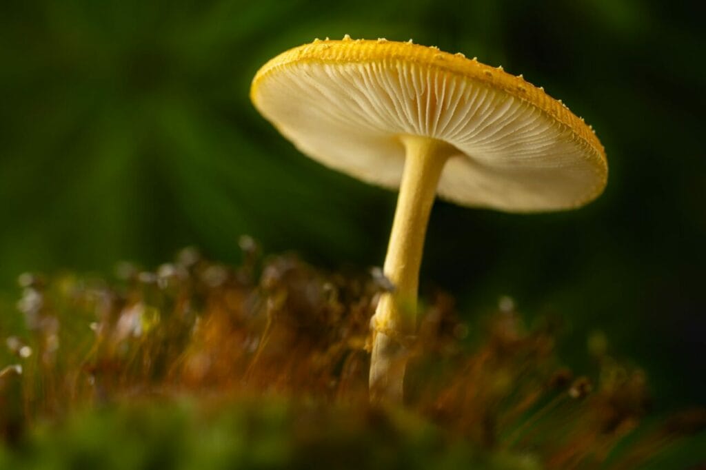 Guided Psychedelic Therapy in Canada Guided psychedelic therapy Canada