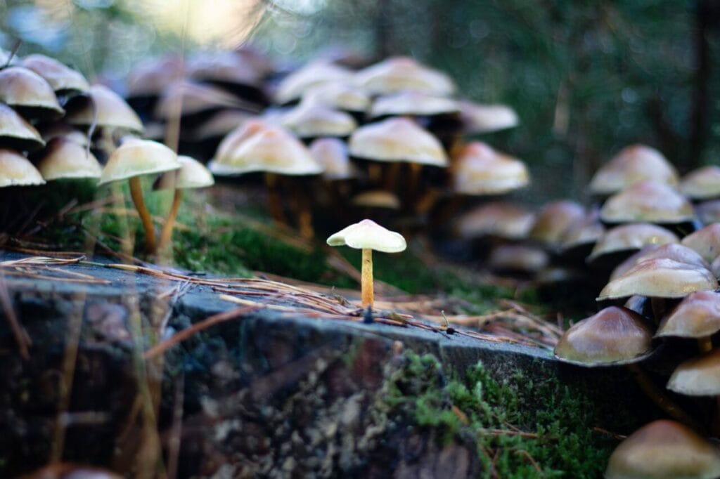 Shroom Delivery at Magic Mushrooms Calgary Canada