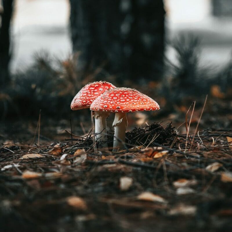 Shroom online delivery at Zoomies Canada | Magic Mushrooms Calgary Canada