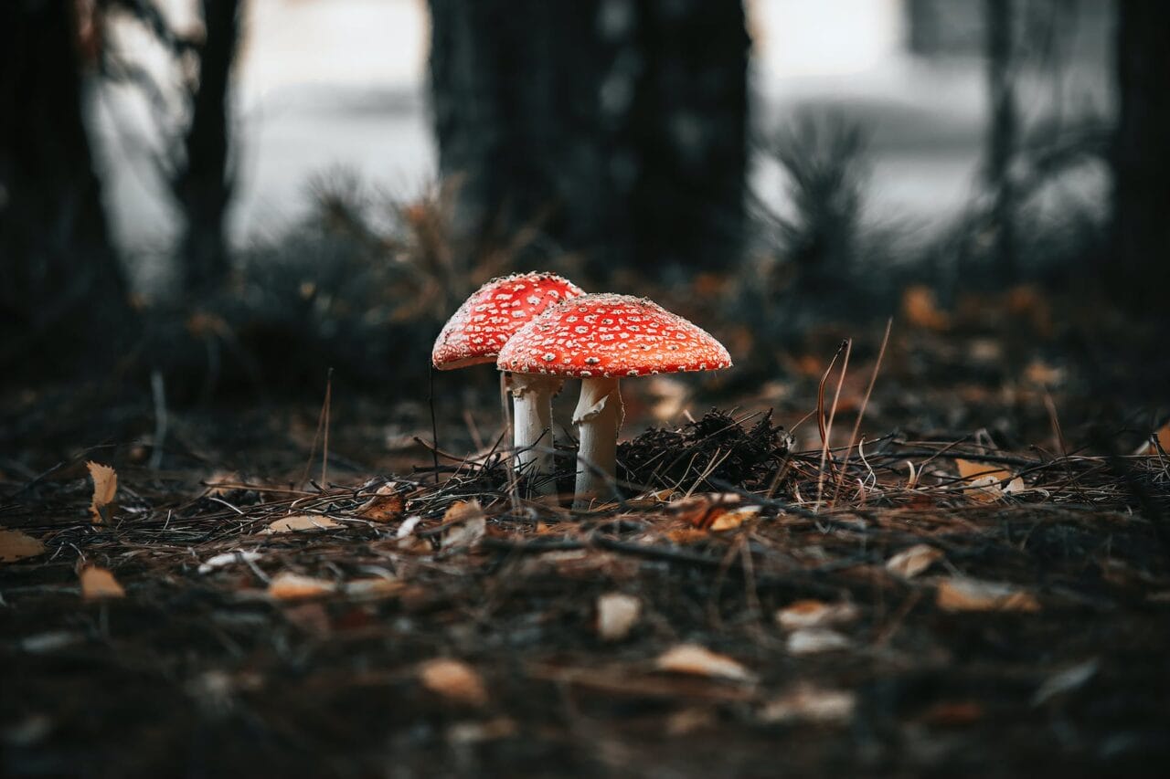 The Evolution of Psilocybin: Manufacturing, Exploration, and Future Course