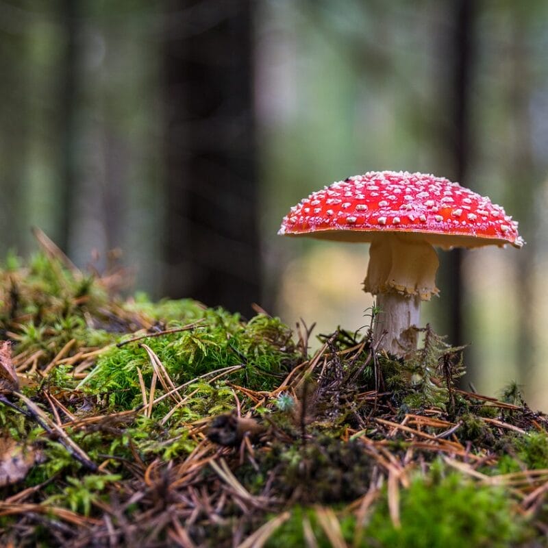 Shrooms Online in Canada | Magic Mushrooms Calgary Canada