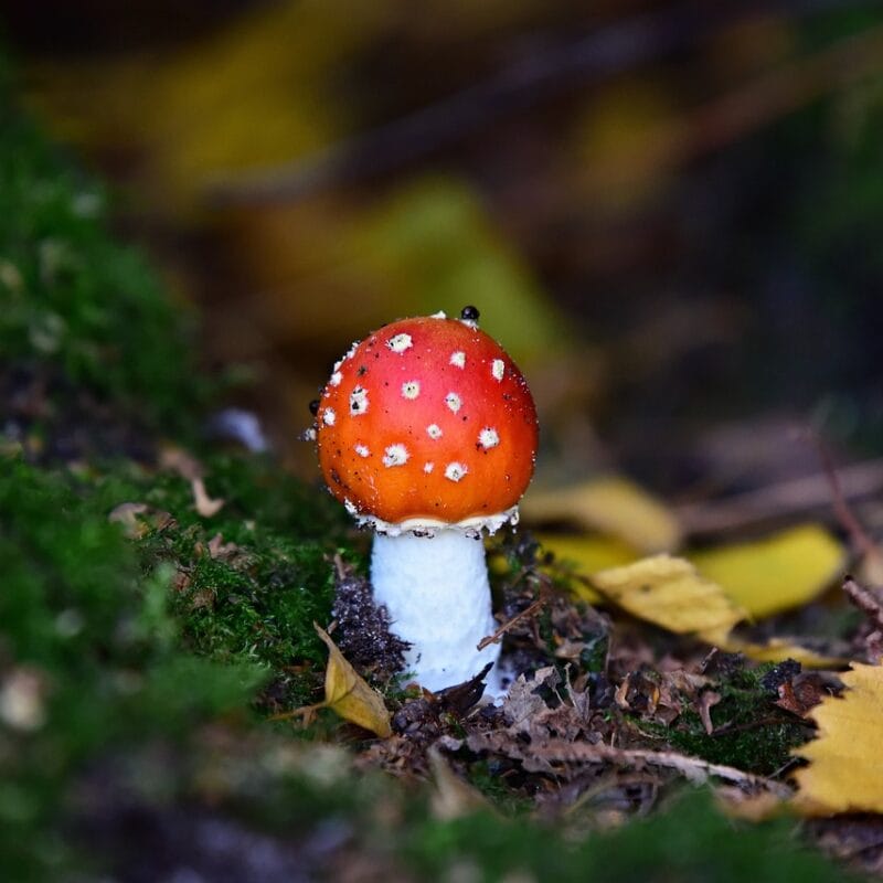 buy LSD online in Canada | Magic Mushrooms Calgary Canada