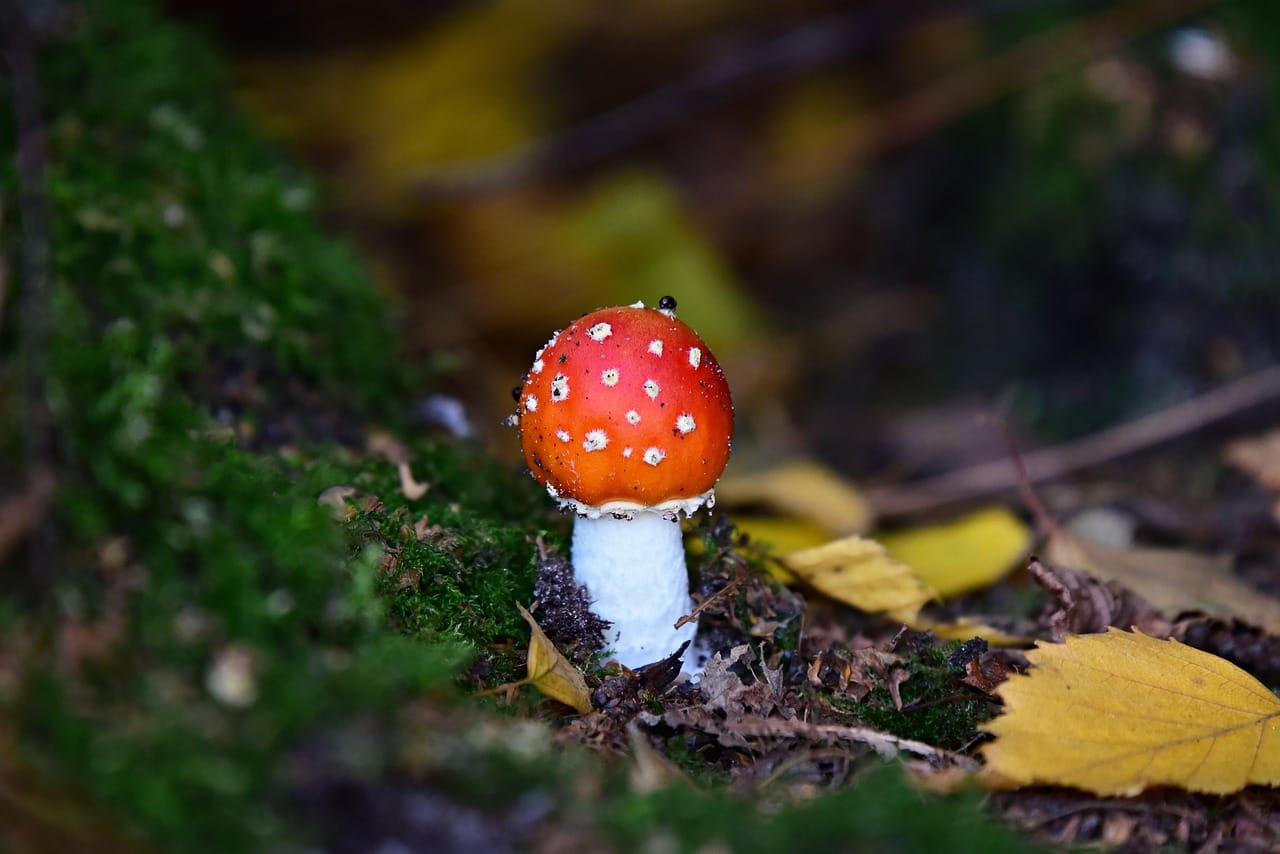 Can LSD Lead to Happiness? Insights from Experts