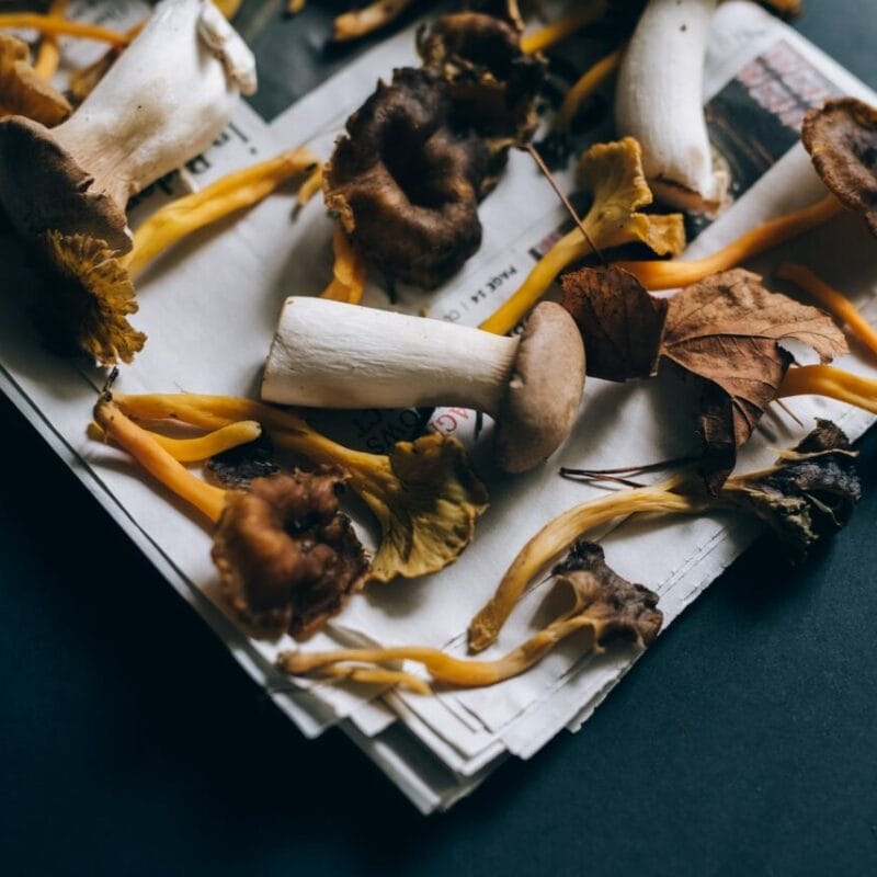 Mushroom chocolate at Zoomies Canada | Magic Mushrooms Calgary Canada