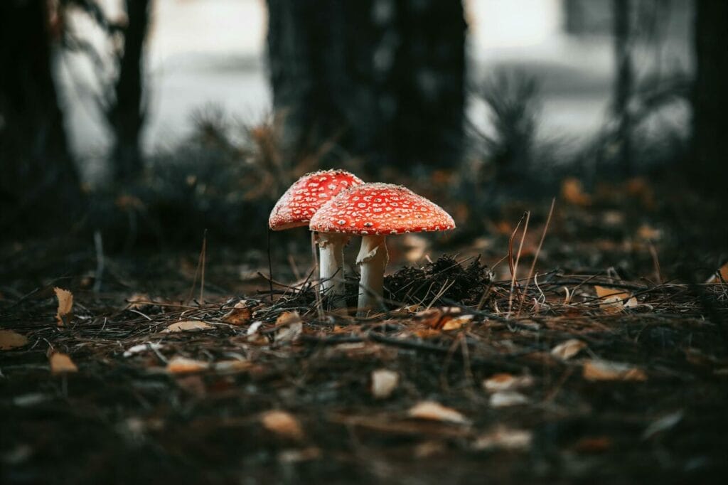 Magic Mushroom Montreal Researchers Report Shrooms May Boost Memory Through Nerve Growth Magic Mushroom in Montreal Canada