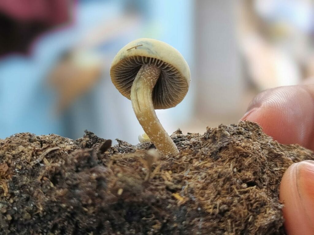 Athletes Resort to Psychedelics for Healing After Suffering Life-Altering Injuries Magic Mushroom Dispensary