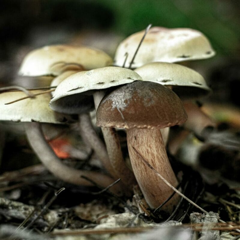 psilocybin mushroom | Magic Mushrooms Calgary Canada