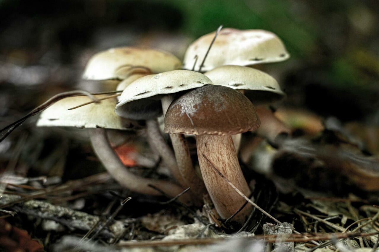 Which is Superior: Brazilian or Costa Rican Magic Mushrooms?