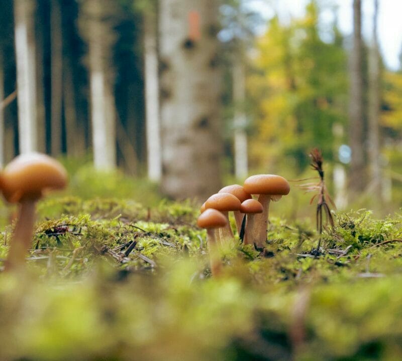 Magic Mushroom Dispensary | Magic Mushrooms Calgary Canada