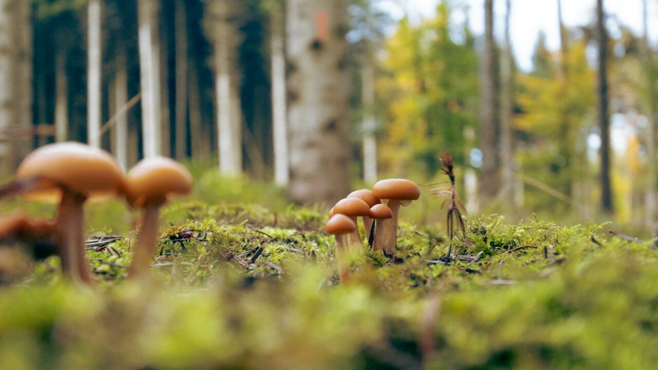 Embark on a Global Adventure with Cambodian, Chitwan Nepal, and Ecuadorian Magic Mushrooms