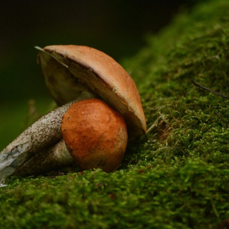 Mushroom Dispensary Vancouver | Magic Mushrooms Calgary Canada