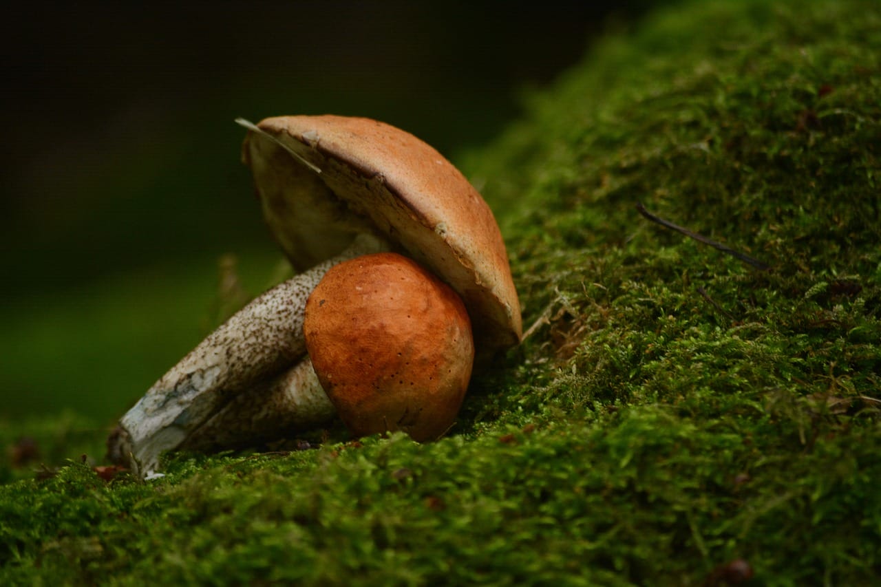 Vancouver Mushroom Dispensary: Discover Five Fresh Shroom Strains You Must Experiment With