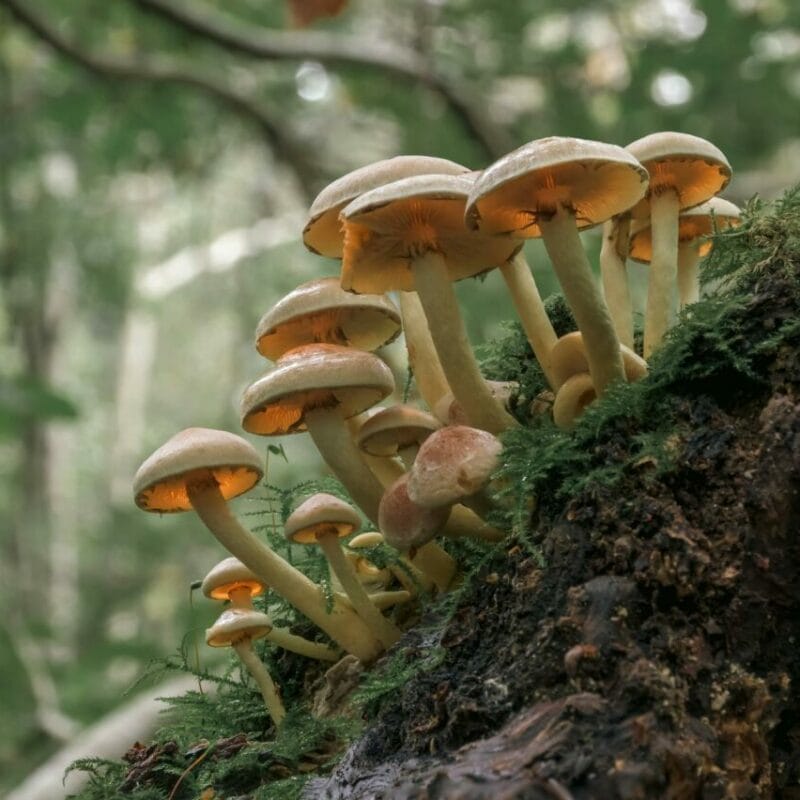 Shrooms online | Magic Mushrooms Calgary Canada