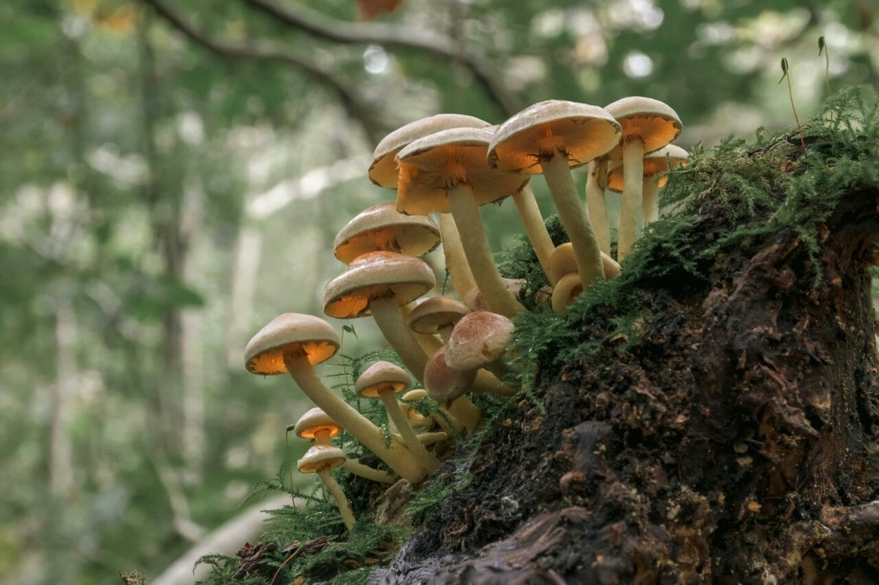 The Role of Psilocybin in Enhancing Sexual Performance and Pleasure Found in Magic Mushrooms