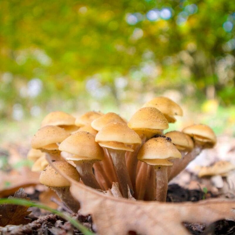 Shrooms Canada | Magic Mushrooms Calgary Canada