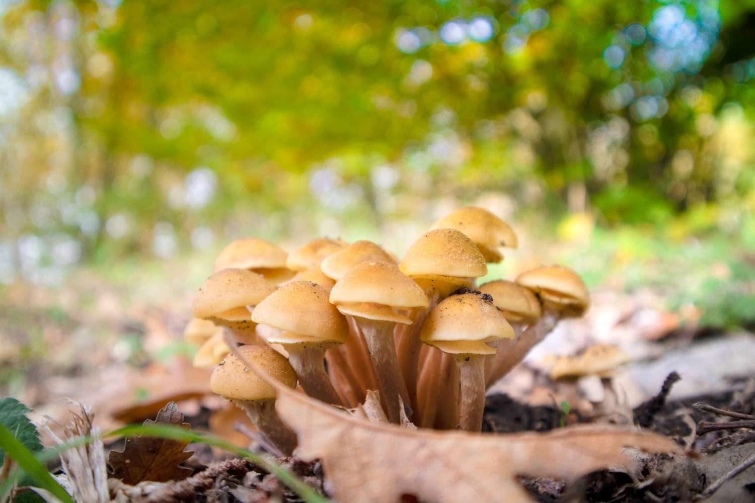 The Usage of Psilocybin Mushrooms is Increasing Beyond Canadian Borders – Microdosing Emerges as a Worldwide Trend