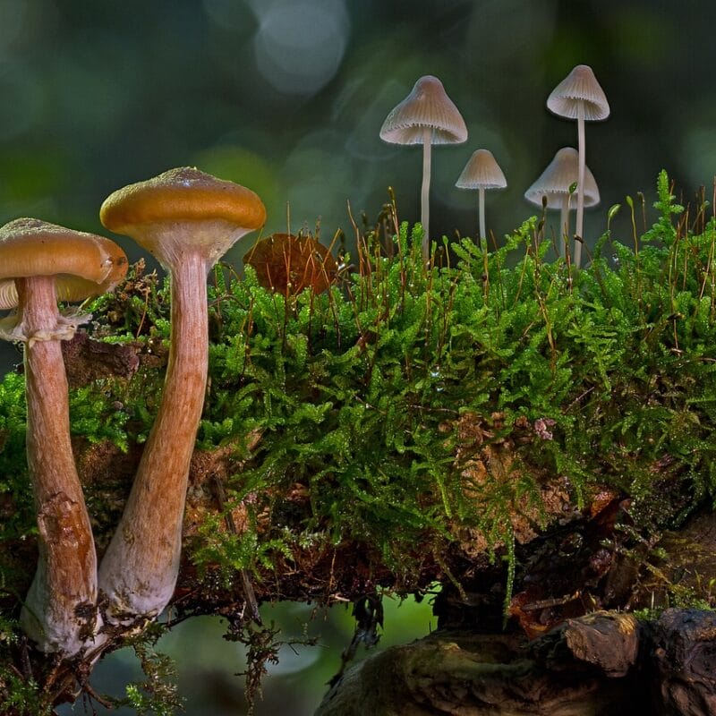 magic mushroom in Canada | Magic Mushrooms Calgary Canada