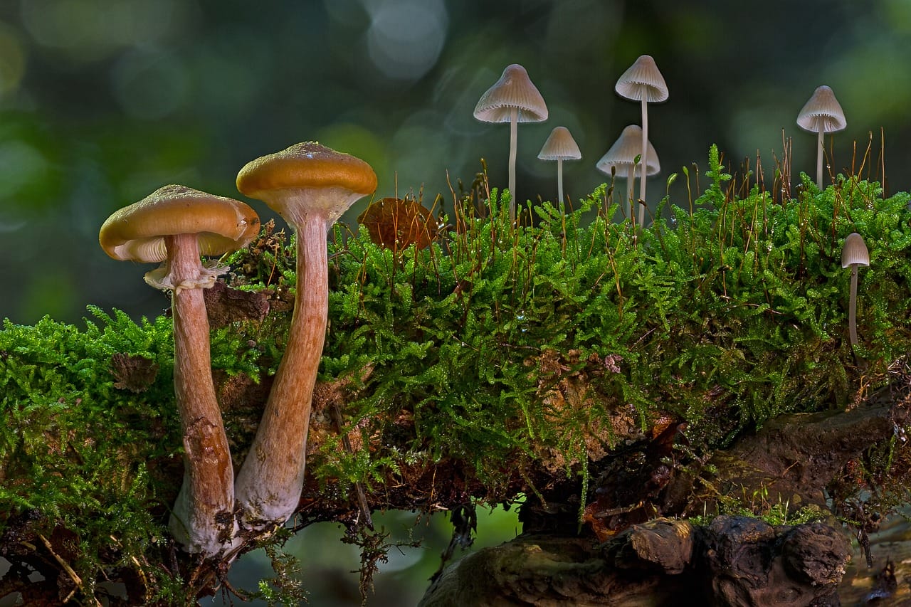 The Majority of Canadians, 80% to be Exact, Advocate for the Use of Mushrooms in Alleviating Existential Distress