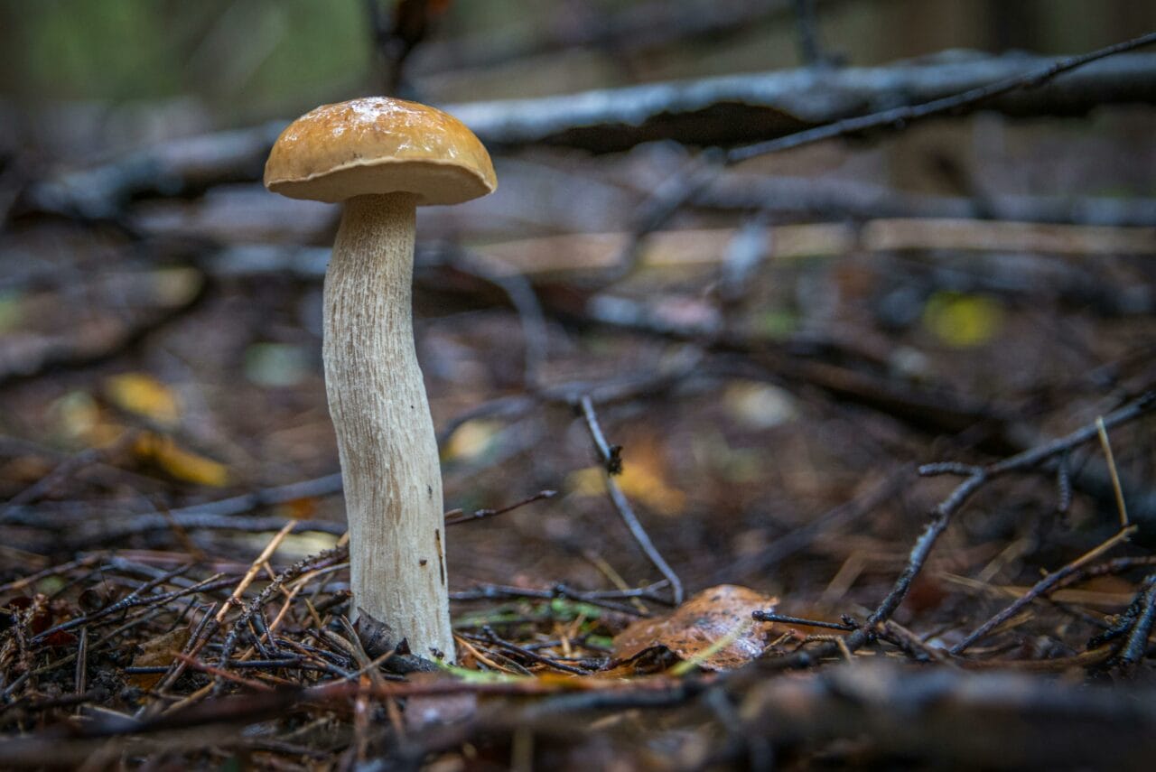 Recent Studies on Psychedelic Mushrooms Indicate Prolonged Brain Changes Could Benefit Mental Well-being