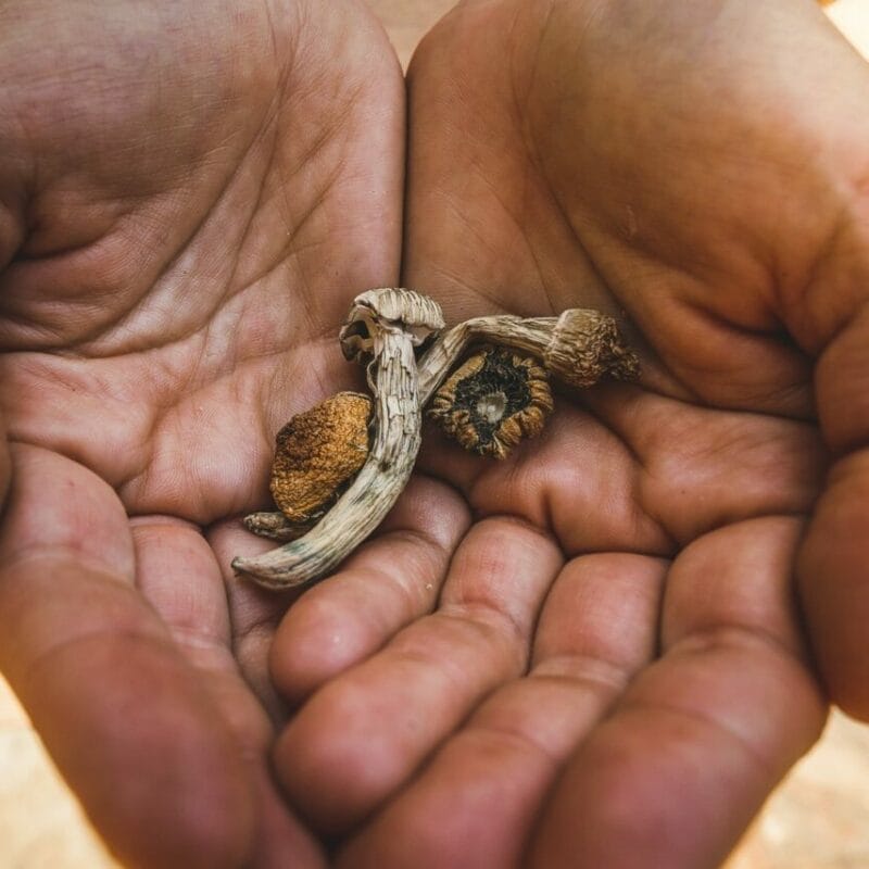 dried shrooms | Magic Mushrooms Calgary Canada
