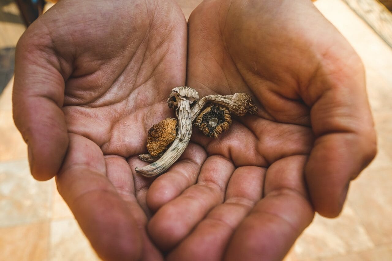 How Does the Effect of Dried Mushrooms Compare to Other Psychedelic Substances?