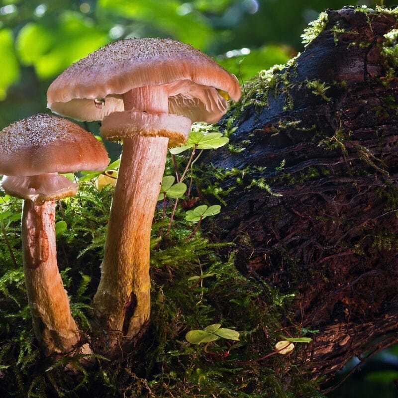 magic mushroom delivery | Magic Mushrooms Calgary Canada