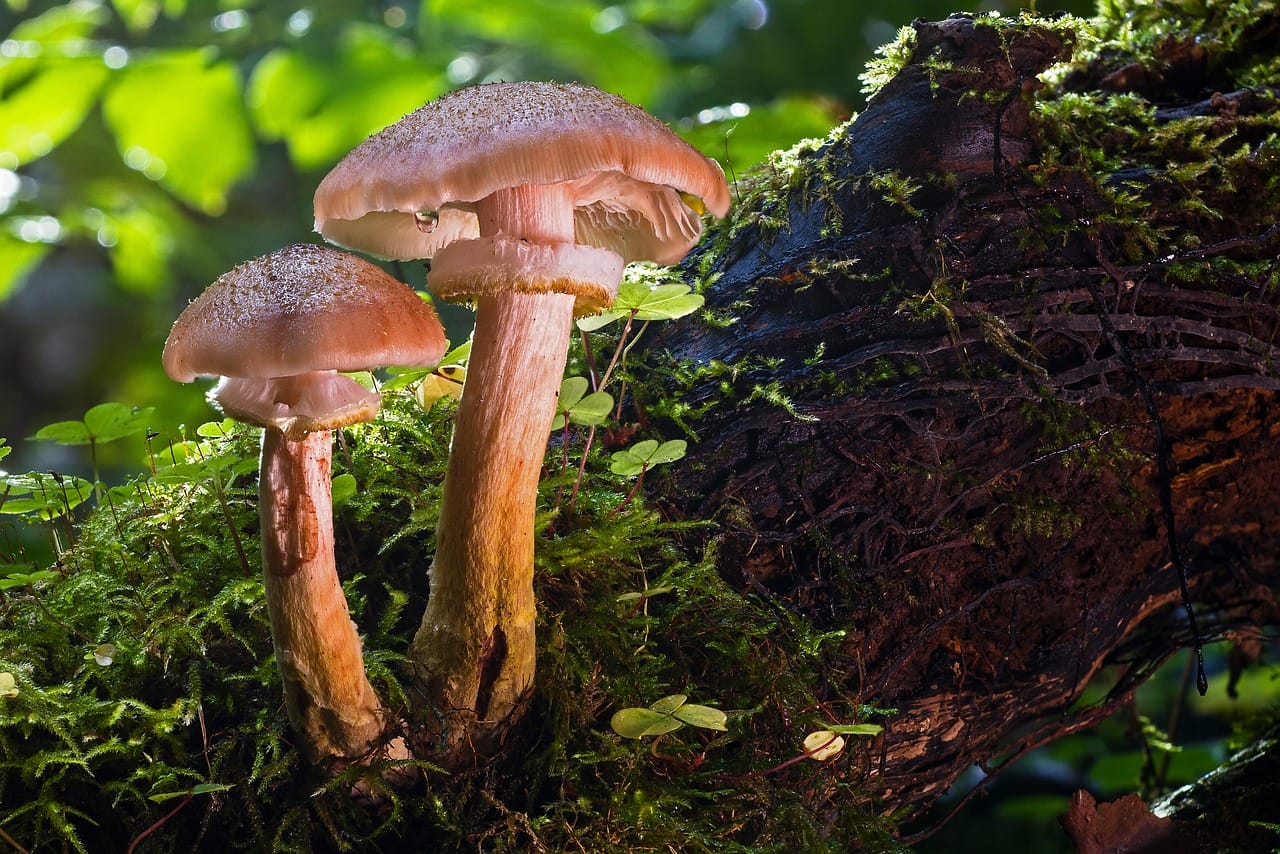 The Role of Psychedelic Magic Mushrooms – Did They Contribute to Our Evolution as a Species?