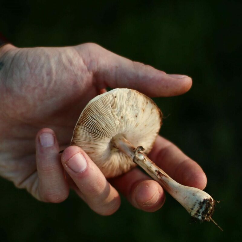 Shrooms | Magic Mushrooms Calgary Canada