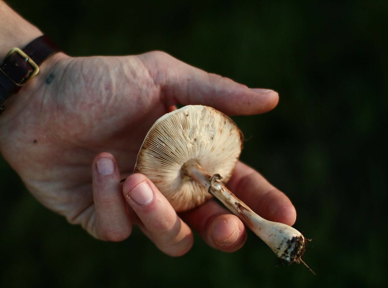 Delving Into the Pharmacokinetics of Magic Mushrooms