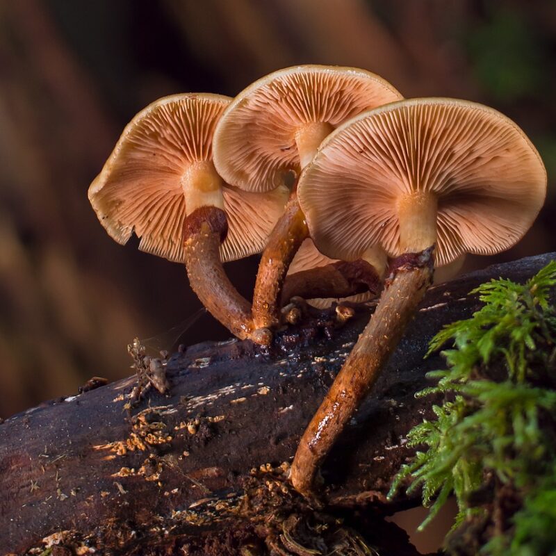 alacabenzi strain | Magic Mushrooms Calgary Canada
