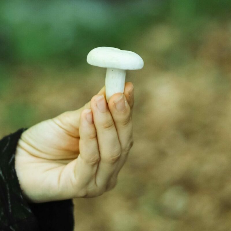 shrooms online in Canada | Magic Mushrooms Calgary Canada