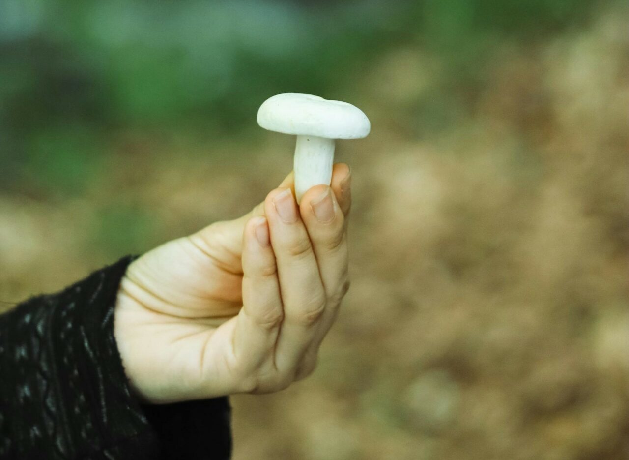 Discover Five Mushroom Varieties for Each Psychedelic Aficionado