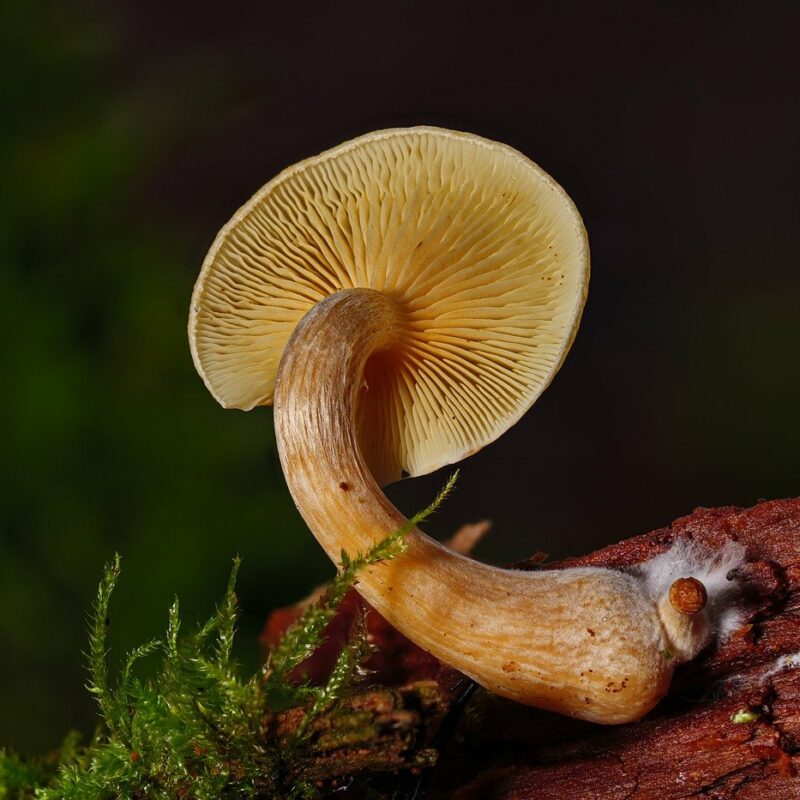 Alacabenzi Strain | Magic Mushrooms Calgary Canada