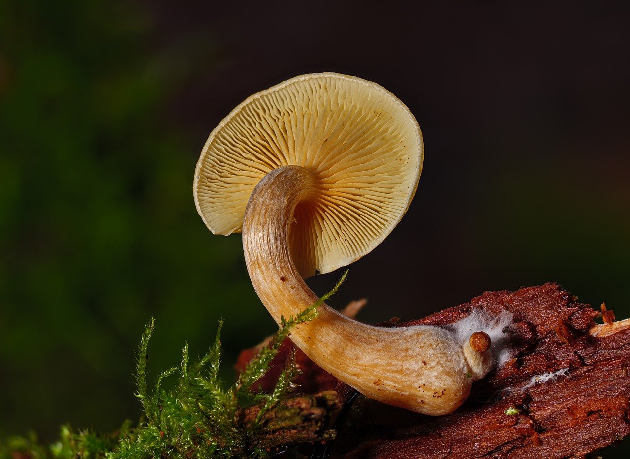 Overview of the Alacabenzi Strain – Essential Knowledge for All Users Prior to Their Initial Dose