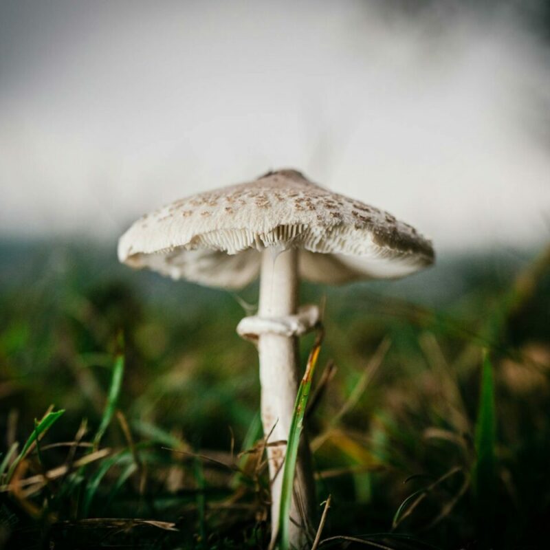 White Monster | Magic Mushrooms Calgary Canada