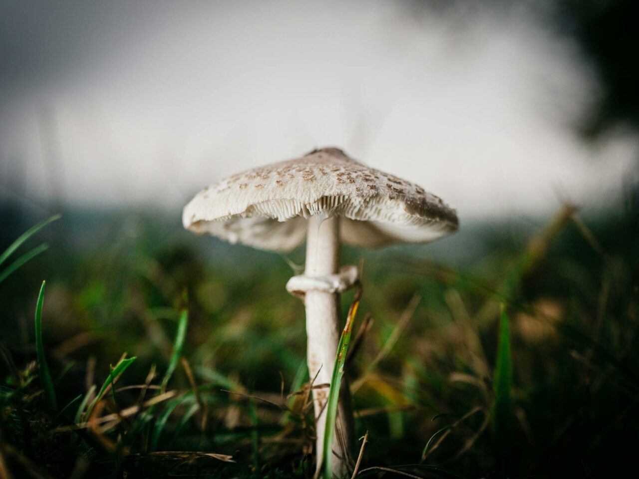 What Complements White Monster Magic Mushrooms for a Superior Experience?
