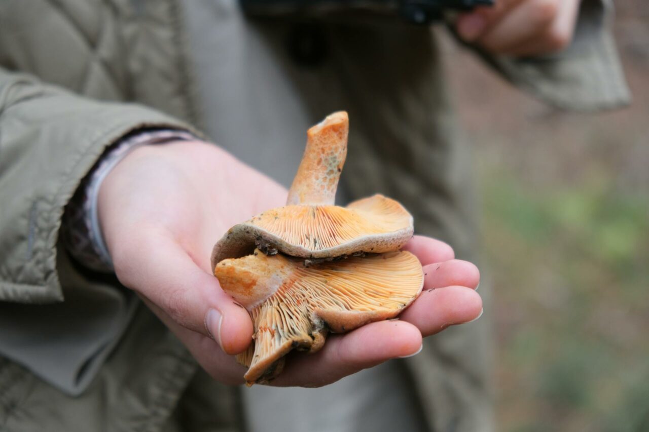 The Reasons I Will Forever Include Apex Strain Mushroom in My Self-Care Arsenal