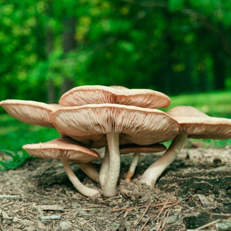 Big Daddy Mushroom | Magic Mushrooms Calgary Canada